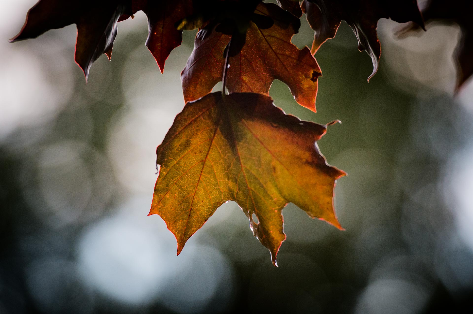 autumn-leaves-suffolk